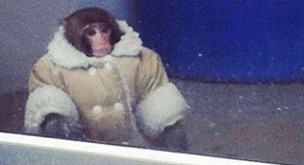 A monkey wearing a puffy wool jacket